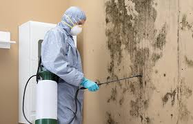 Mold Odor Removal Services in Stromsburg, NE